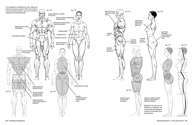 Illustrations of human anatomy and proportions on a white background