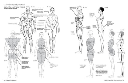 Illustrations of human anatomy and proportions on a white background