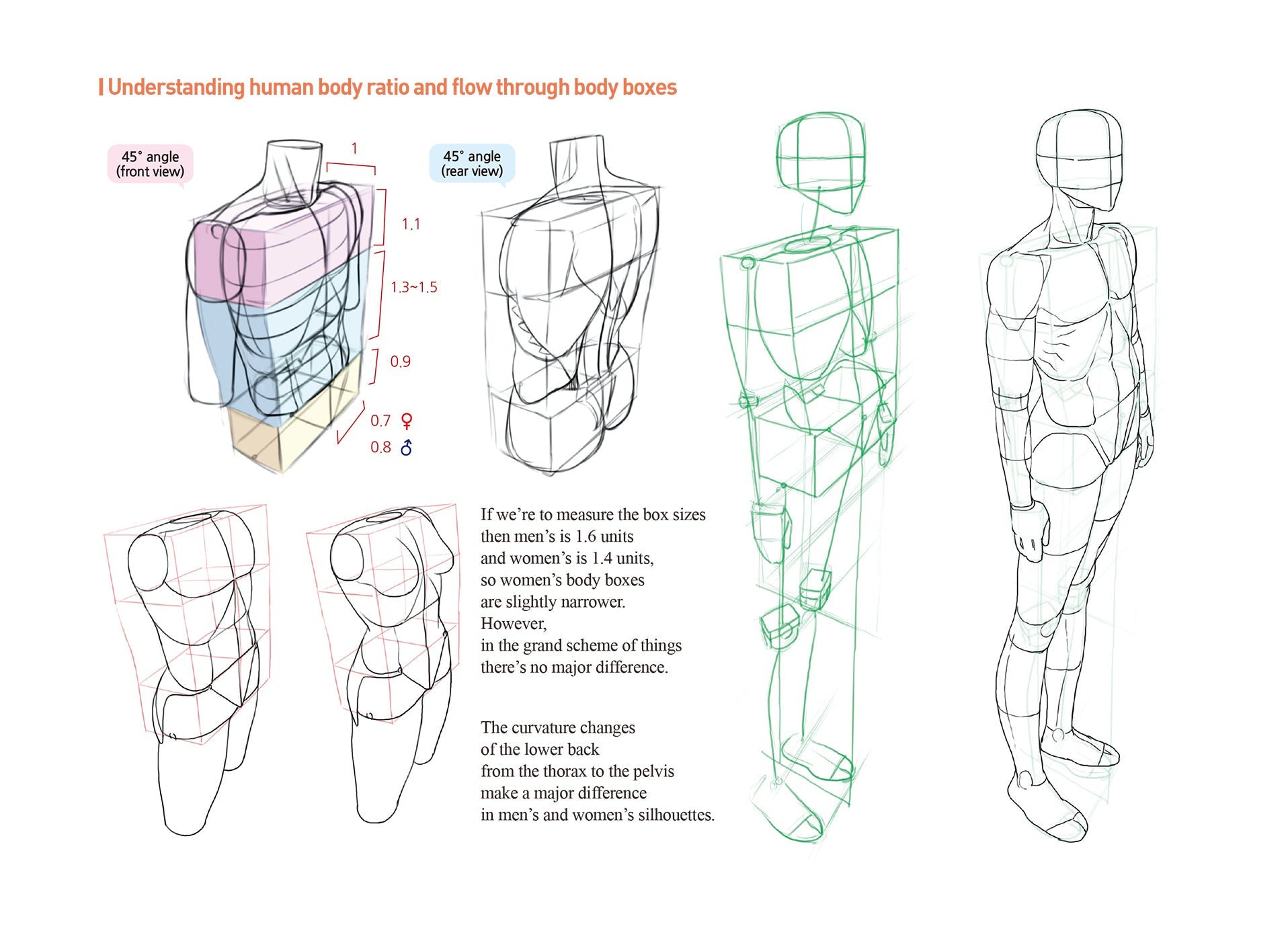 Illustrations of human body ratios and flow through body boxes on a white background.