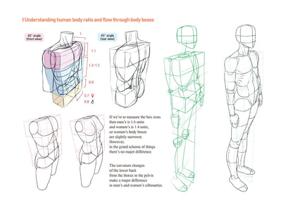 Illustrations of human body ratios and flow through body boxes on a white background.
