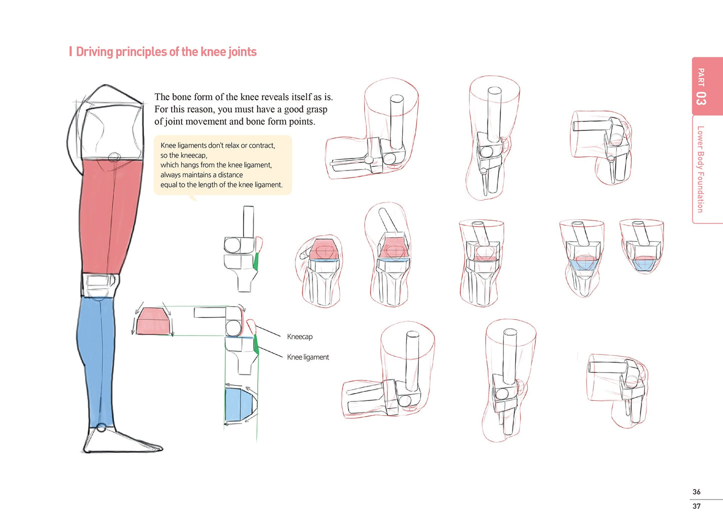 Illustration of knee joint anatomy with labeled parts on a white background