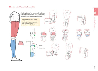 Illustration of knee joint anatomy with labeled parts on a white background