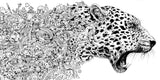ANIMORPHIA KERBY ROSANES