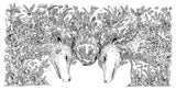ANIMORPHIA KERBY ROSANES