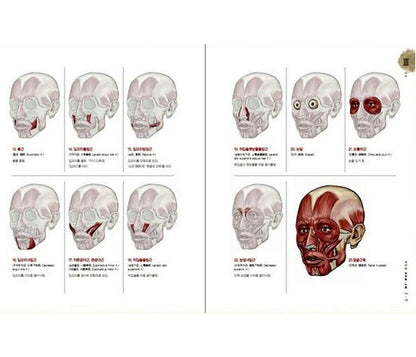Stonehouse Anatomy -IN STOCK